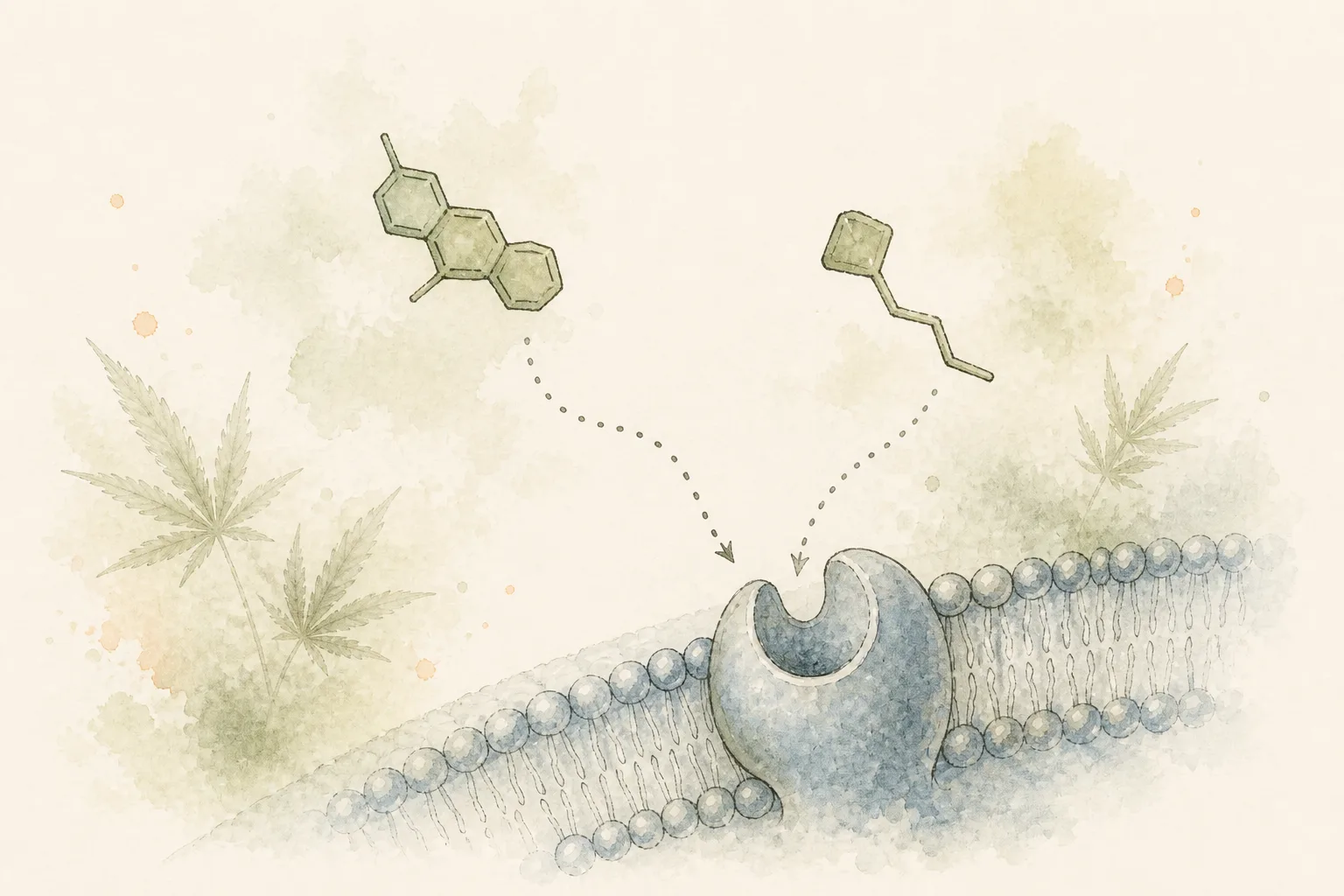 Membrana celular estilizada em aquarela com duas formas moleculares se aproximando de um receptor, sem fórmulas.